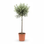 Olijfboom Op Stam Premium | Olea Europaea | 70-110cm | Winterhard