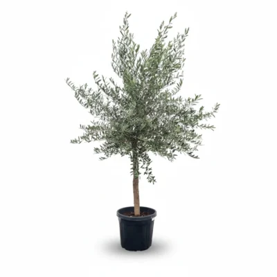 Grote Olijfboom Op Stam 20-30 | Olea Europaea | 170cm | Winterhard
