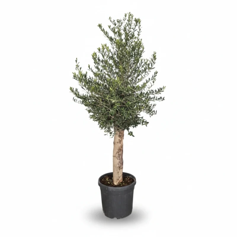 Olijfboom – on stem 20-30 kopen bij Plantscount