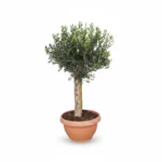 Grote Olijfboom Op Stam in Schaal | Olea Europaea | 150cm | Winterhard