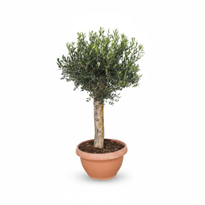 Grote Olijfboom Op Stam in Schaal | Olea Europaea | 150cm | Winterhard