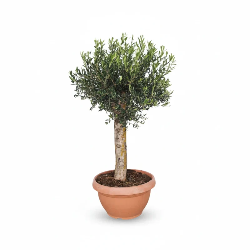 Olijfboom – op stam in schaal kopen bij Plantscount