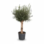 Grote Olijfboom Op Stam 35-55 | Olea Europaea | 230cm | Winterhard