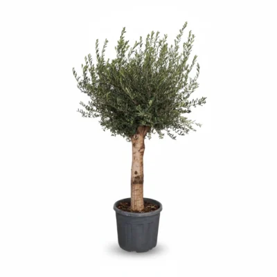 Grote Olijfboom Op Stam 35-55 | Olea Europaea | 230cm | Winterhard