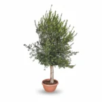 Grote Olijfboom Op Stam in Schaal | Olea Europaea | Stam 40/60cm | 190cm | Winterhard