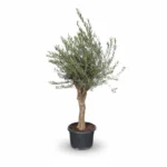 Olijfboom Vertakt Op Stam | Olea Europaea | Stam 40/60cm | 280cm | Winterhard