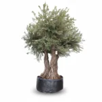 Olijfboom Vertakt Malla | Olea Europaea | 250cm | Exclusief | Winterhard