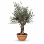Olijfboom Bonsai Vertakt | Olea Europaea | 210cm | Winterhard | Exclusief