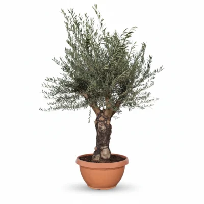 Olijfboom Bonsai Vertakt | Olea Europaea | 210cm | Winterhard | Exclusief