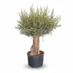 Olijfboom Bonsai | Olea Europaea | 100cm | Winterhard | Exclusief Exemplaar