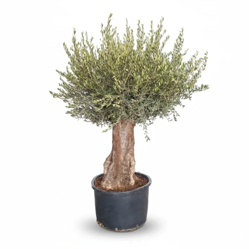 Olijfboom β Bonsai 80-100 kopen bij Plantscount