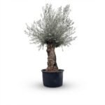 Olijfboom Bonsai | Olea Europaea | 120cm | Winterhard | Exclusief Exemplaar