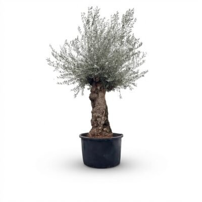 Olijfboom Bonsai | Olea Europaea | 120cm | Winterhard | Exclusief Exemplaar