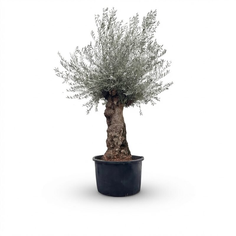 Olijfboom Bonsai | Olea Europaea | 120cm | Winterhard | Exclusief Exemplaar