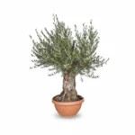 Olijfboom Bonsai | Olea Europaea | Grote Schaal | 140cm | Winterhard | Exclusief