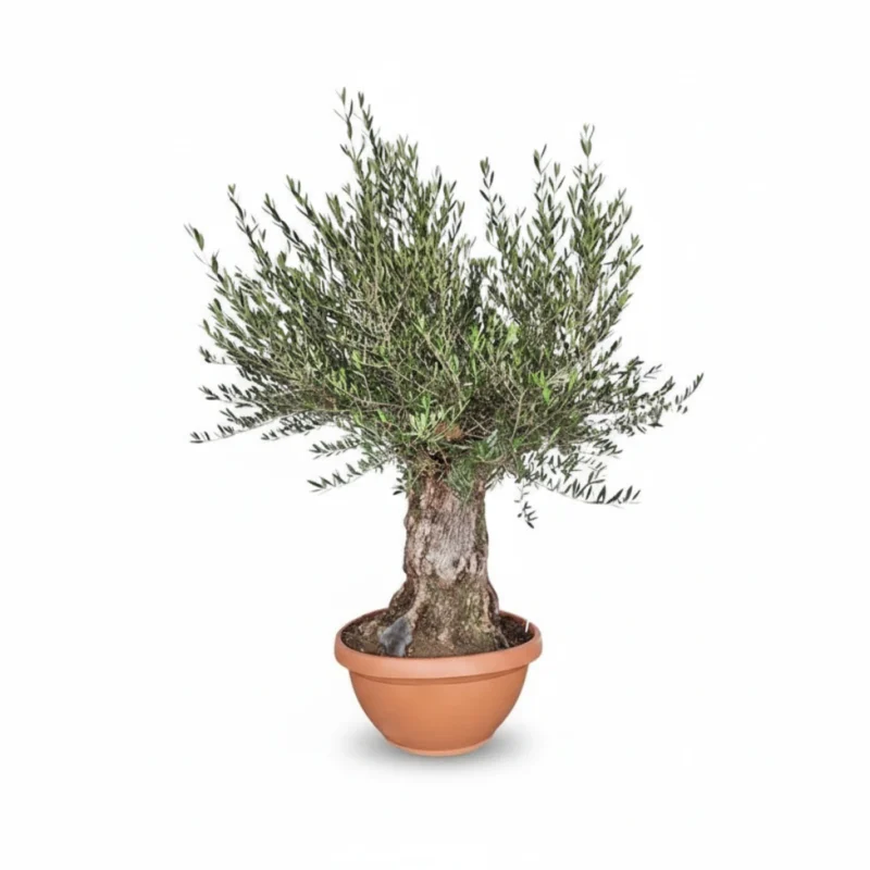 Olijfboom – Bonsai in schaal 100/140 kopen bij Plantscount