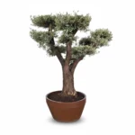 Olijfboom Pompom | Olea Europaea Piel Vieja | 250cm | Winterhard | Exclusief