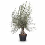 Olijfboom Bonsai | Olea Europaea | 230cm | Winterhard | Exclusief Exemplaar
