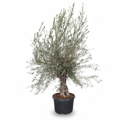 Olijfboom Bonsai | Olea Europaea | 230cm | Winterhard | Exclusief Exemplaar