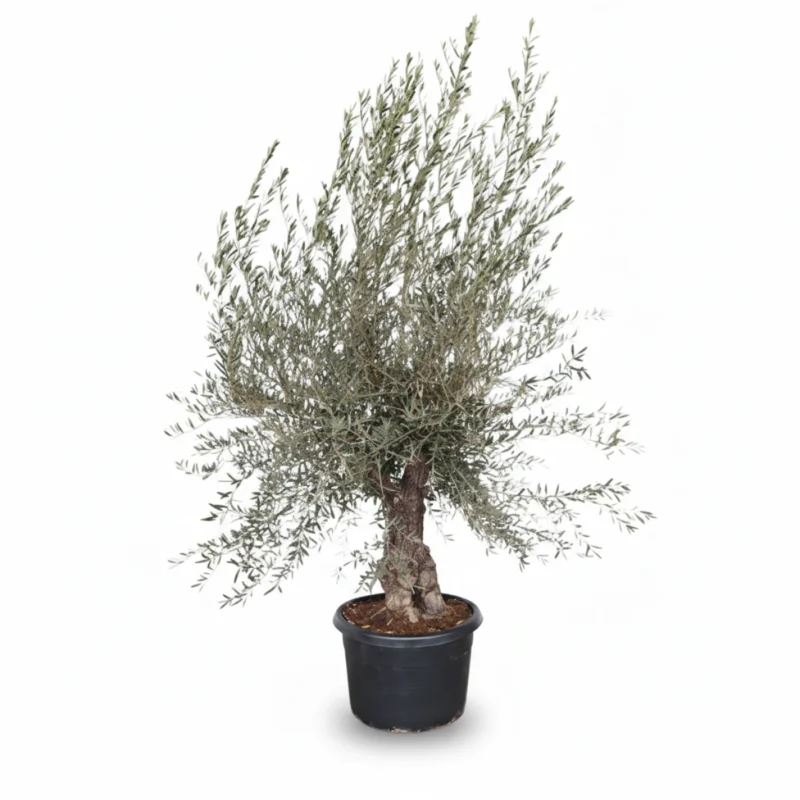 Olijfboom – Bonsai EL-33 kopen bij Plantscount