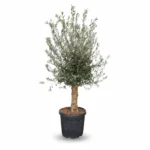 Grote Olijfboom Op Stam | Olea Europaea | 180cm | Winterhard