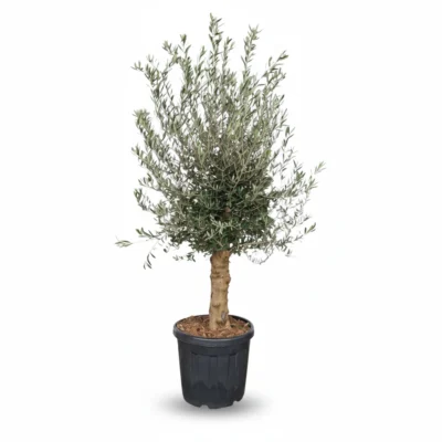 Grote Olijfboom Op Stam | Olea Europaea | 180cm | Winterhard