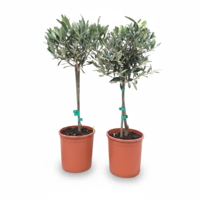 Olijfboom Op Stam | Olea Europaea | 55cm | Winterhard | Groenblijvend