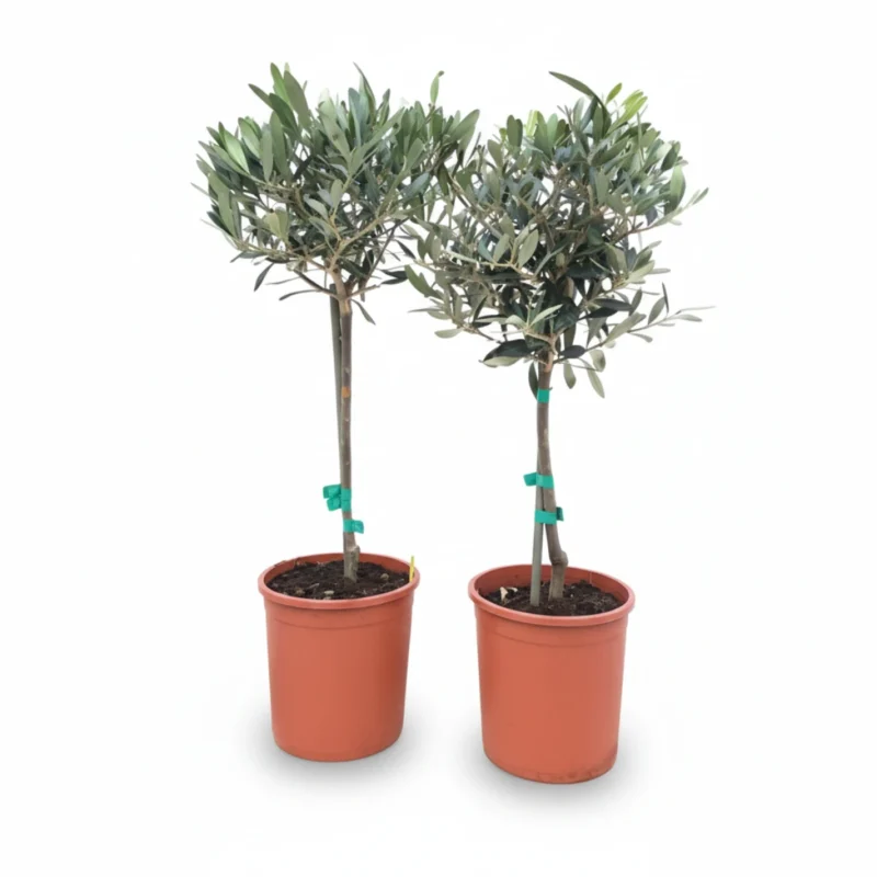 Olijfboom – op stam kopen bij Plantscount