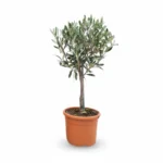 Olijfboom Op Stam | Olea Europaea | 60cm | Winterhard | Groenblijvend