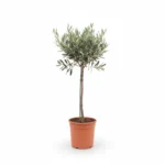 Olijfboom Op Stam Premium | Olea Europaea | 70cm | Winterhard