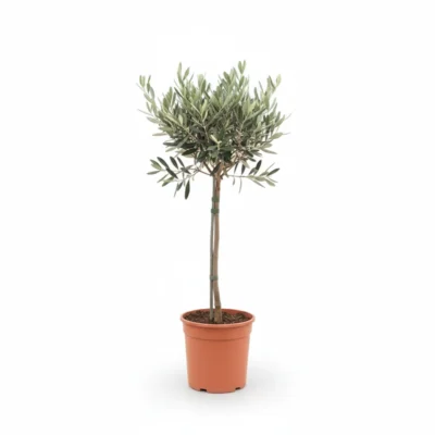 Olijfboom Op Stam Premium | Olea Europaea | 70cm | Winterhard