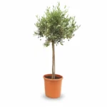 Olijfboom Op Stam | Olea Europaea | 120cm | Winterhard | Groenblijvend