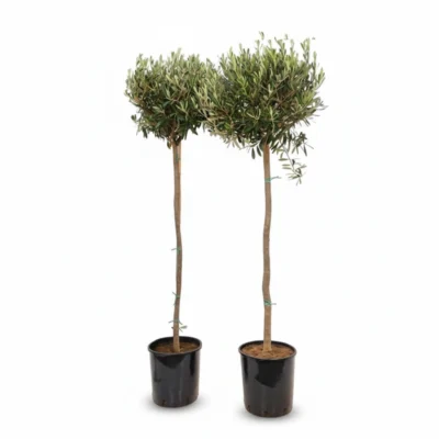 Grote Olijfboom Op Stam | Olea Europaea | 155cm | Winterhard