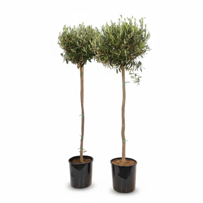 Olijfboom – op stam kopen bij Plantscount