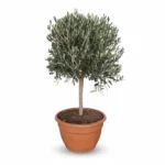 Olijfboom Op Stam in Schaal | Olea Europaea | 110cm | Winterhard