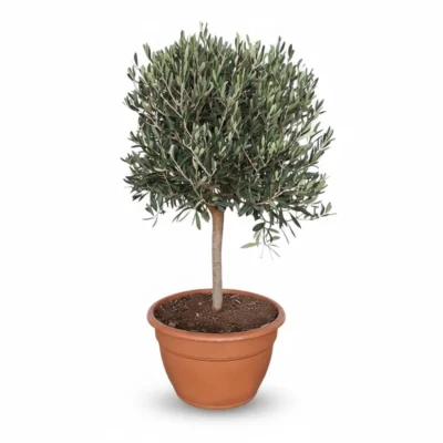 Olijfboom Op Stam in Schaal | Olea Europaea | 110cm | Winterhard