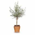 Olijfboom Op Stam in Houten Bak | Olea Europaea | 210cm | Winterhard | Compleet