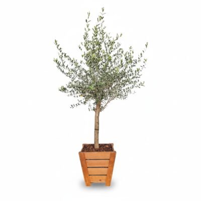 Olijfboom Op Stam in Houten Bak | Olea Europaea | 210cm | Winterhard | Compleet