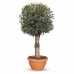 Grote Olijfboom Op Stam in Schaal | Olea Europaea | Stam 40/60cm | 210cm | Winterhard