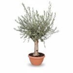 Grote Olijfboom Op Stam in Schaal | Olea Europaea | Stam 40/60cm | 190cm | Winterhard