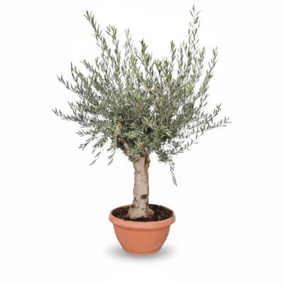 Grote Olijfboom Op Stam in Schaal | Olea Europaea | Stam 40/60cm | 190cm | Winterhard
