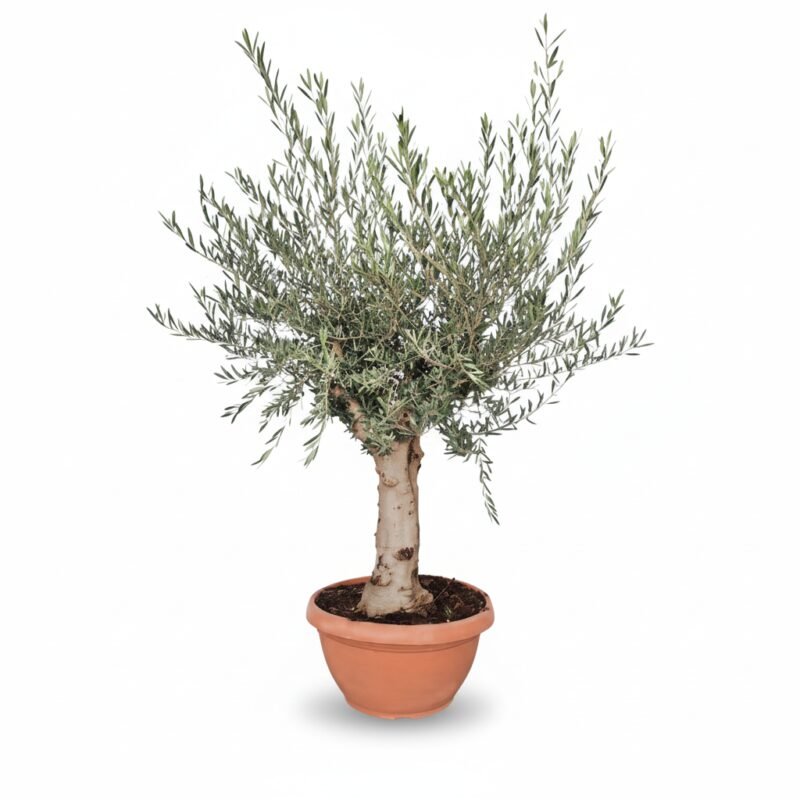 Olijfboom – op stam in schaal 40/60 kopen bij Plantscount