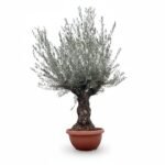 Olijfboom Bonsai | Olea Europaea | Grote Schaal | 300cm | Winterhard | Exclusief