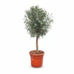Grote Olijfboom Op Stam 16/18 | Olea Europaea | 150cm | Winterhard