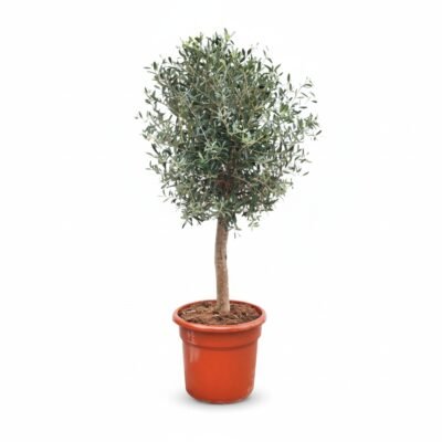 Grote Olijfboom Op Stam 16/18 | Olea Europaea | 150cm | Winterhard