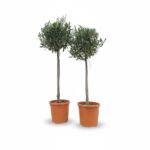 Olijfboom Op Stam | Olea Europaea | 100cm | Winterhard | Groenblijvend