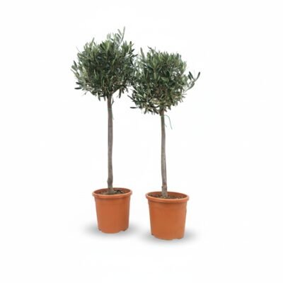 Olijfboom Op Stam | Olea Europaea | 100cm | Winterhard | Groenblijvend