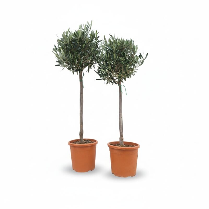 Olijfboom – op stam kopen bij Plantscount