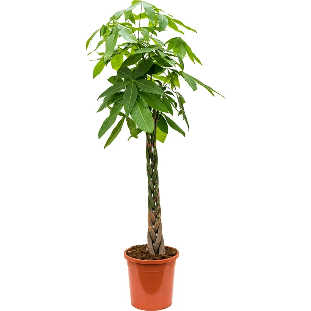 Pachira kopen bij Plantscount