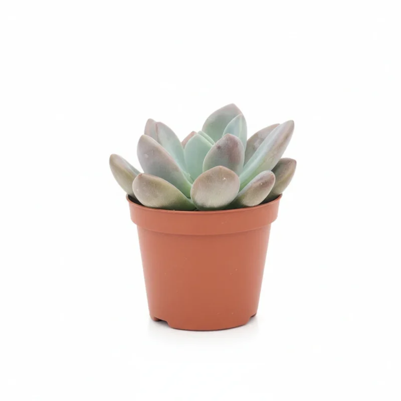 Pachyveria Opalina kopen bij Plantscount